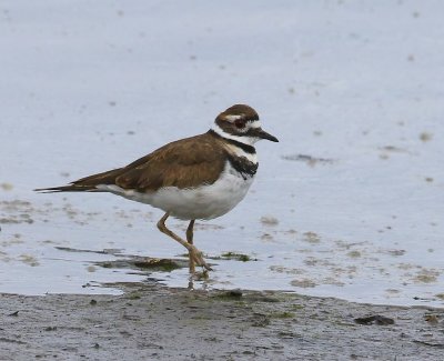 Killdeerplevier - Killdeer