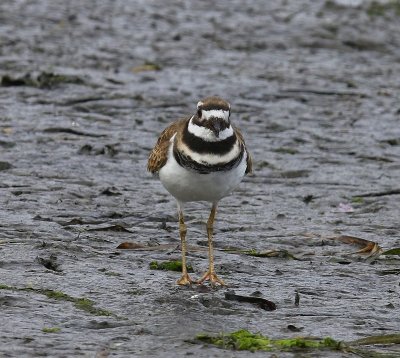 Killdeerplevier - Killdeer