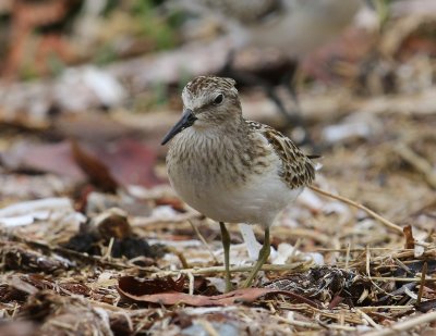 Kleinste Strandloper - Least Sandpiper