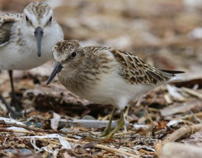 Kleinste Strandloper - Least Sandpiper