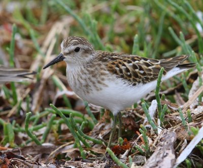 Kleinste Strandloper - Least Sandpiper