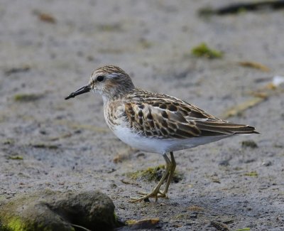 Kleinste Strandloper - Least Sandpiper