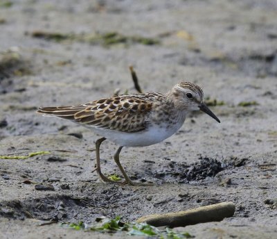 Kleinste Strandloper - Least Sandpiper