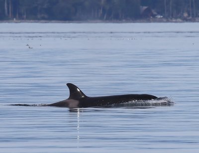 Orka - Killer Whale