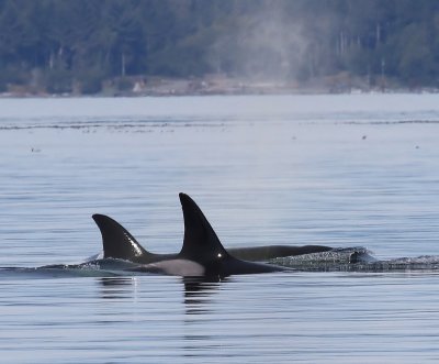 Orka's - Killer Whales