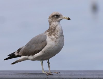 Prairiemeeuw - California Gull