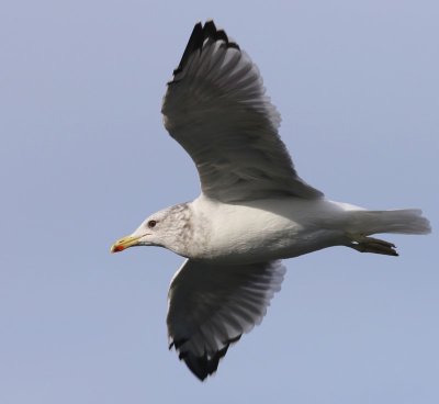 Prairiemeeuw - California Gull