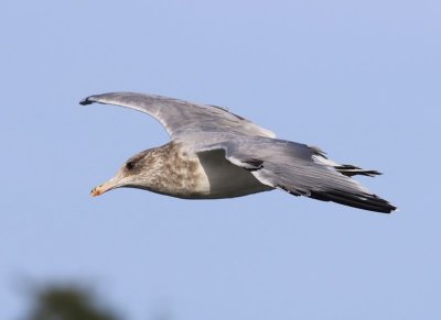 Prairiemeeuw - California Gull