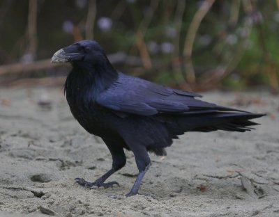 Raaf - Common Raven