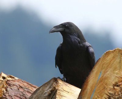 Raaf - Common Raven