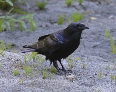 Raaf - Common Raven