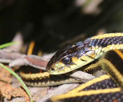 Redsided Garter Snake