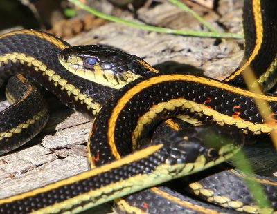 Redsided Garter Snake