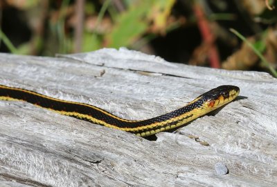 Redsided Garter Snake