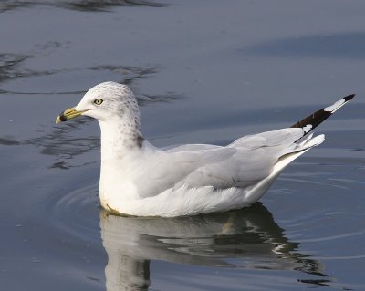Ringsnavelmeeuw - Ring-billed Gull