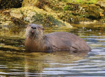 Rivierotter - River Otter