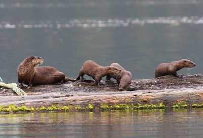 Rivierotters - River Otters