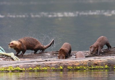 Rivierotters - River Otters