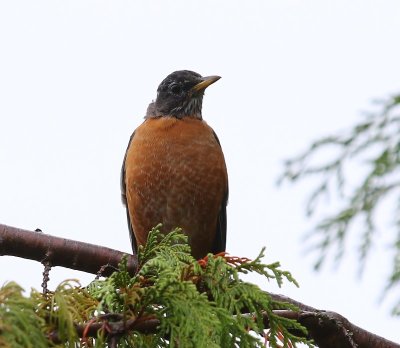 Roodborstlijster - American Robin