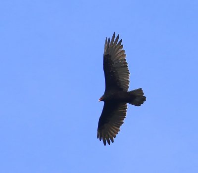 Roodkopgier - Turkey Vulture
