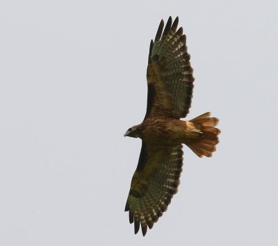 Roodstaartbuizerd - Red-tailed Hawk