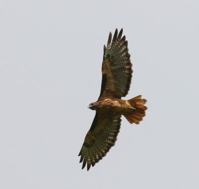 Roodstaartbuizerd - Red-tailed Hawk