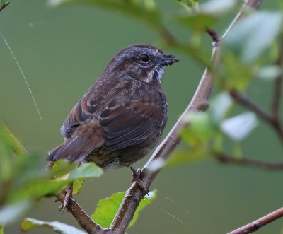 Zanggors - Song Sparrow