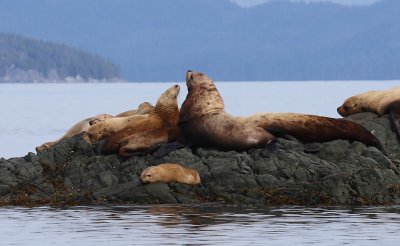 Stellerzeeleeuwen - Northern Sealions
