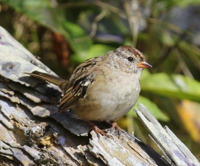 Witkruingors - White-crowned Sparrow