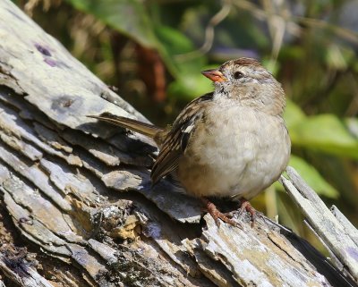 Witkruingors - White-crowned Sparrow