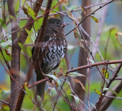 Roodstaartgors - Fox Sparrow