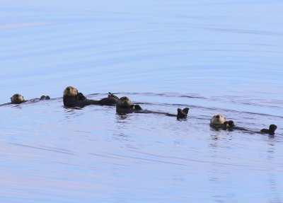Zeeotters - Sea Otters