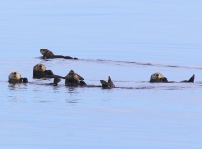 Zeeotters - Sea Otters