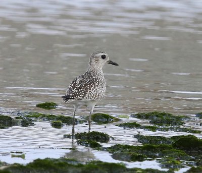 Zilverplevier - Grey Plover