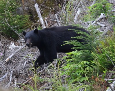 Zwarte Beer - Black Bear