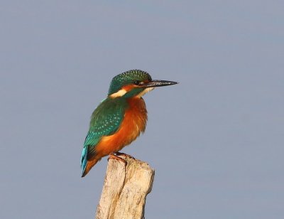 IJsvogel - Common Kingfisher