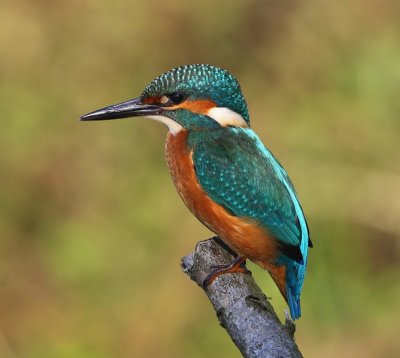IJsvogel - Common Kingfisher