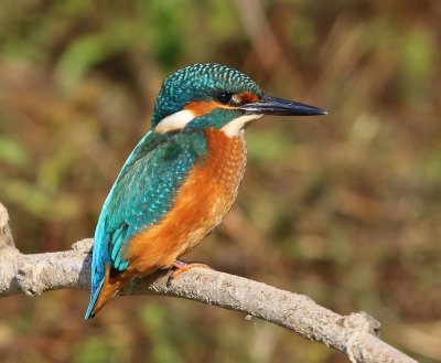 IJsvogel - Common Kingfisher
