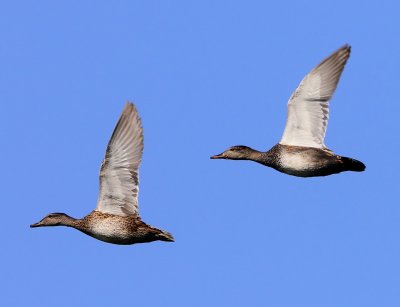 Krakeenden - Gadwalls