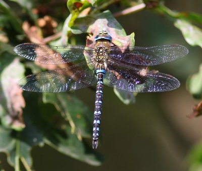 Paardenbijter - Migrant Hawker