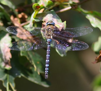 Paardenbijter - Migrant Hawker