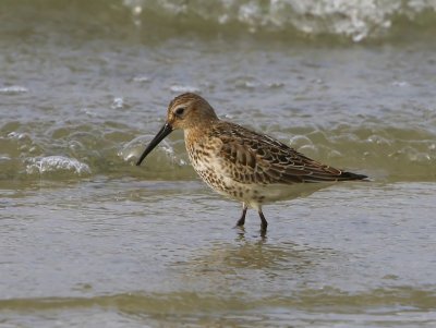 Bonte Strandloper - Dunlin