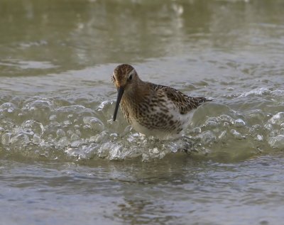Bonte Strandloper - Dunlin