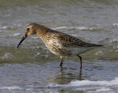 Bonte Strandloper - Dunlin