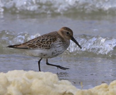 Bonte Strandloper - Dunlin