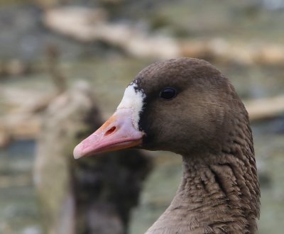 Kolgans - Greater White-fronted Goose