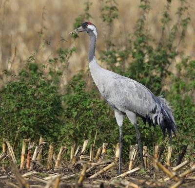 Kraanvogel - Common Crane