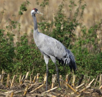 Kraanvogel - Common Crane