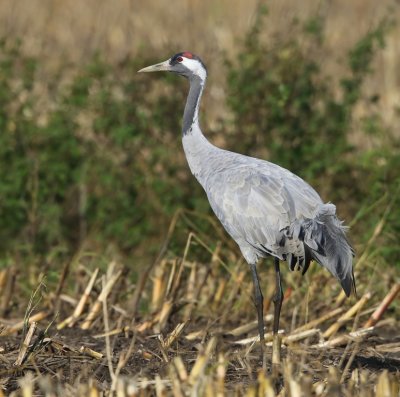 Kraanvogel - Common Crane