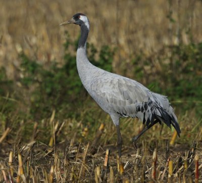 Kraanvogel - Common Crane